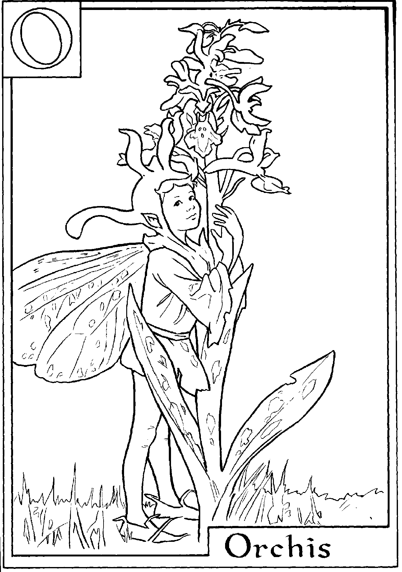 Alphabet Fairy Orchis Coloring Page