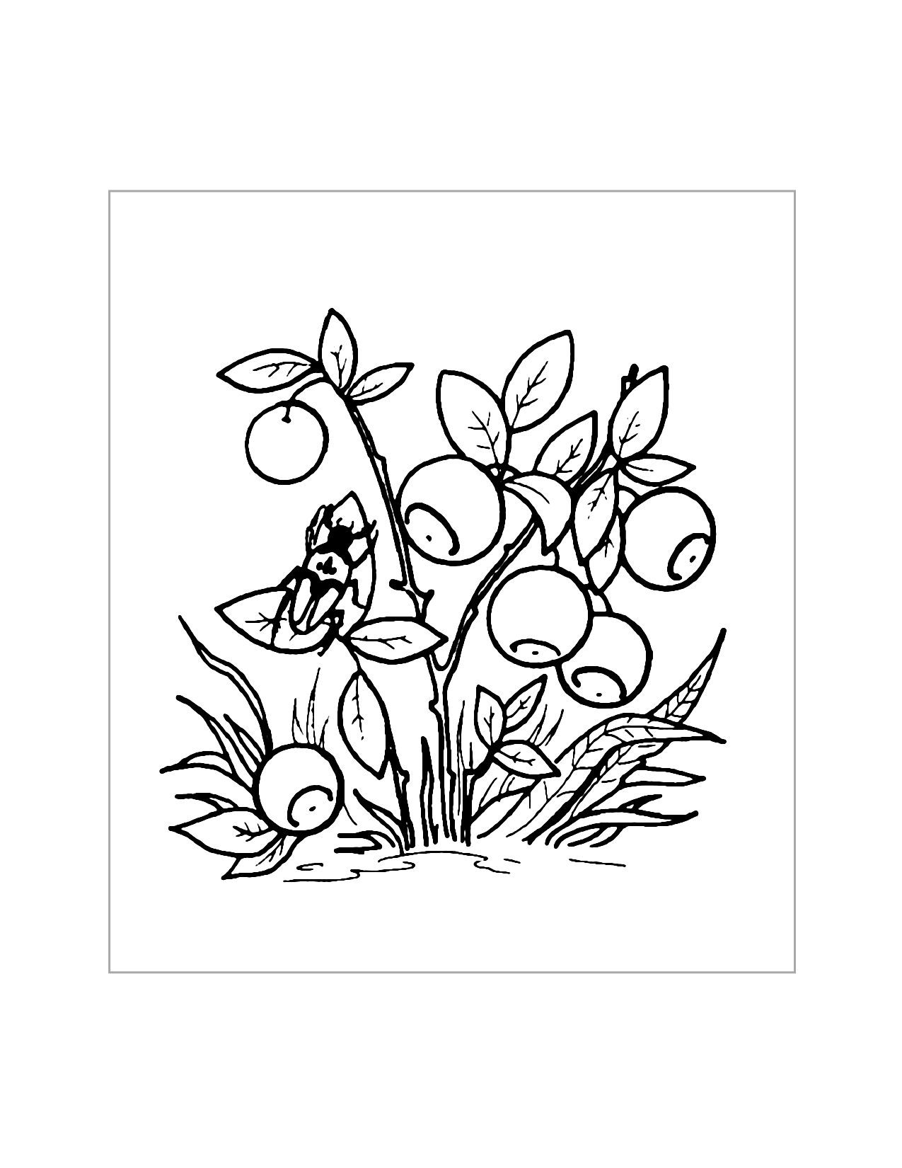 Bluerry And Bug Nature Coloring Page