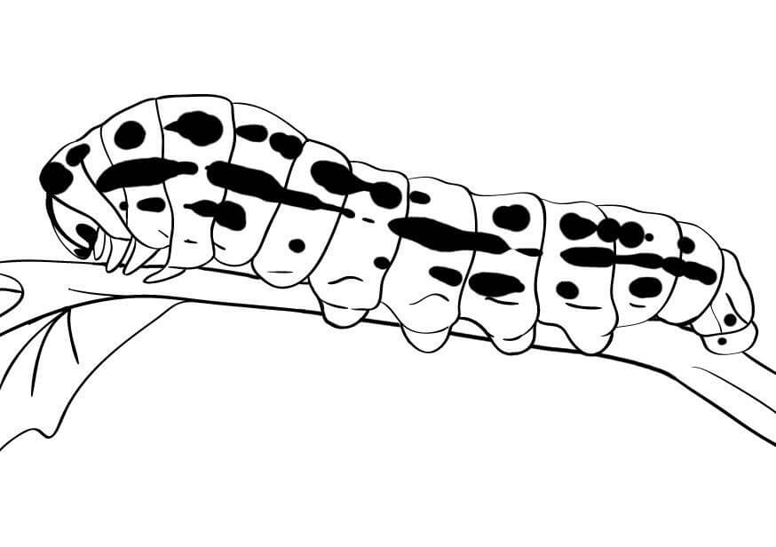 Caterpillar Coloring Pages
