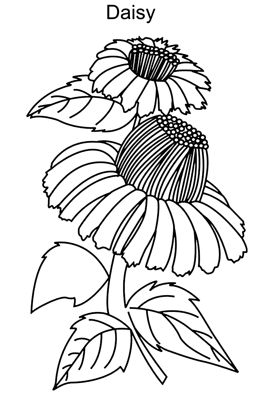 Daisy Flower Drawing To Color