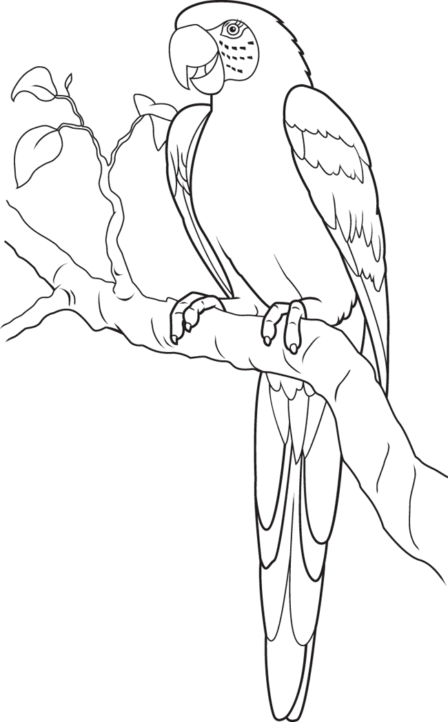 Parrot Coloring Pages