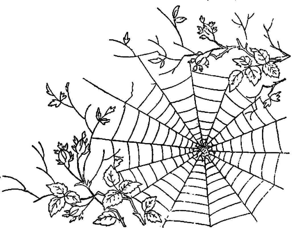 Pretty Spiderweb Coloring Page