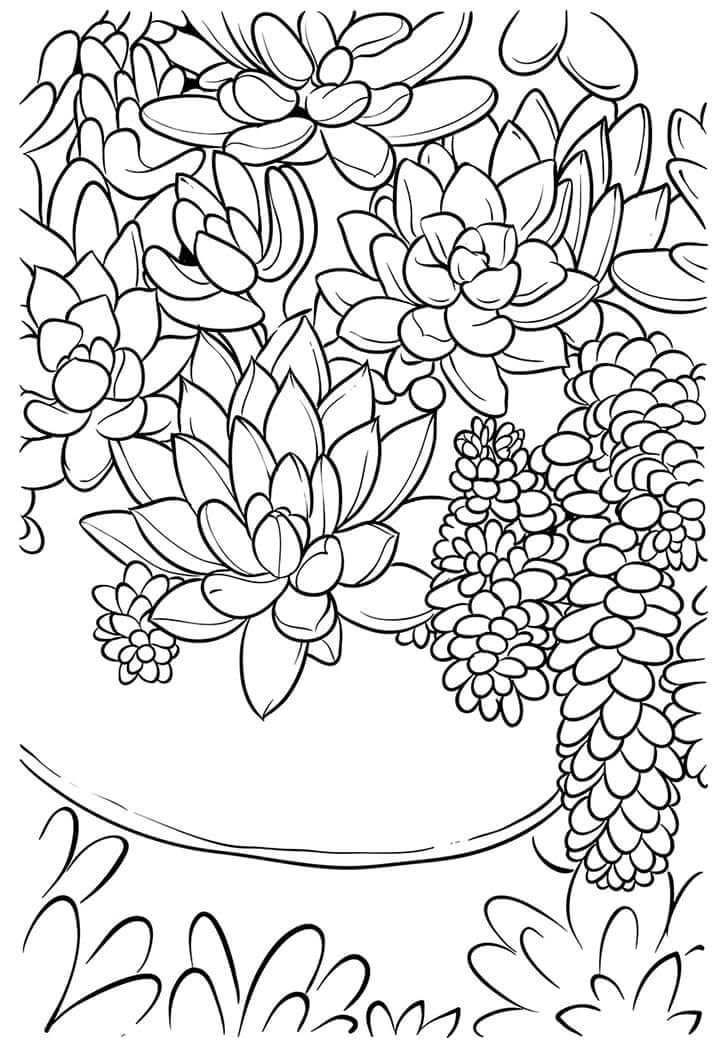 Pretty Succulent Coloring Pages
