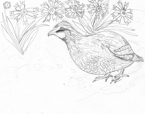 Quail Drawing Original Coloring Page