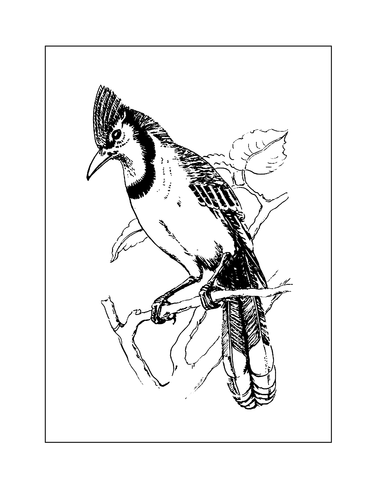 Realistic Blue Jay Coloring Pages