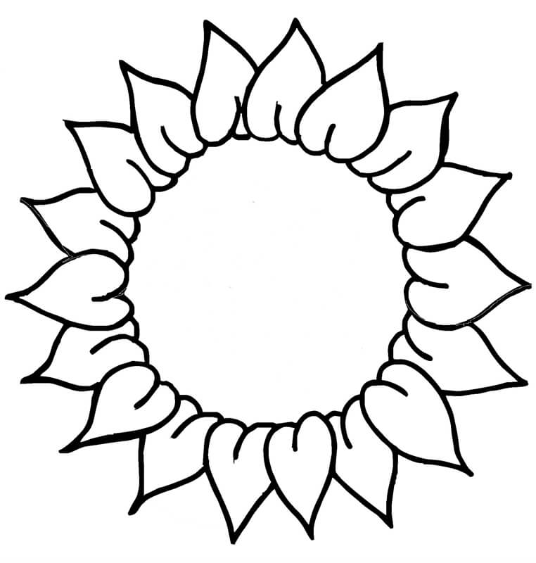 Sunflower Head Coloring Page For Preschoolers